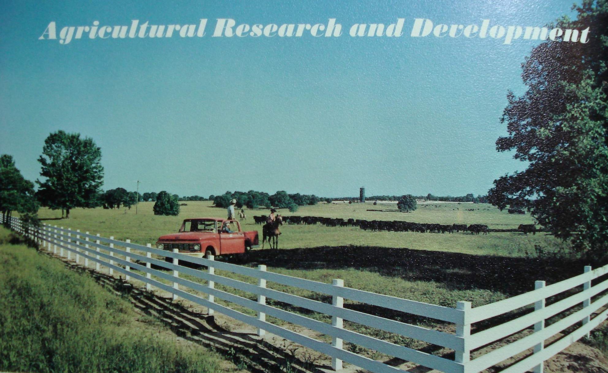 Ambassador Research Farm - Restored pastures and cattle