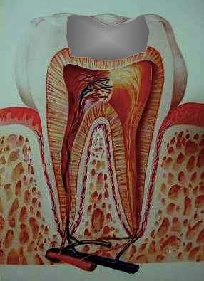The Healthy Tooth